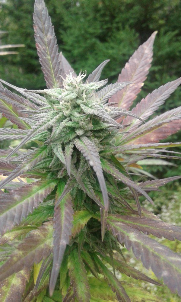 Mildew 4