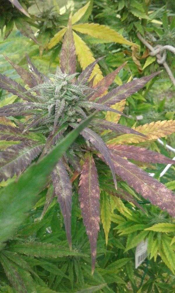 Mildew 5