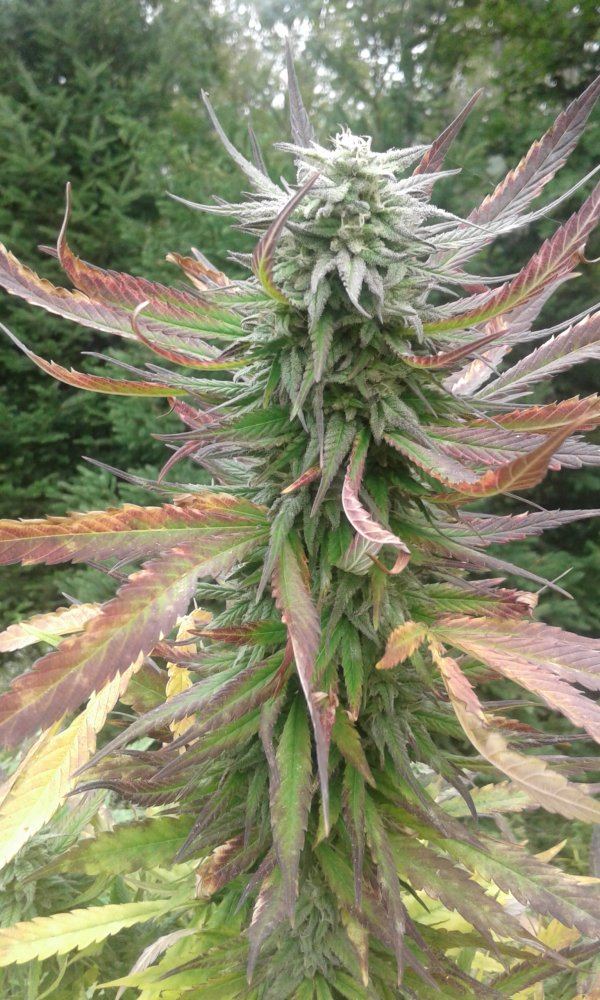 Mildew 6
