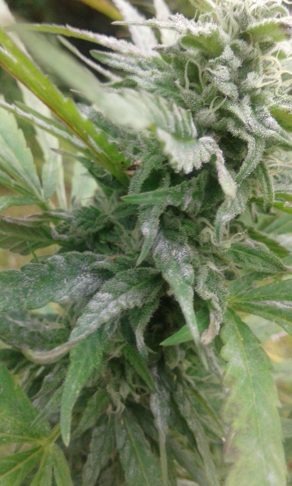 Mildew 8