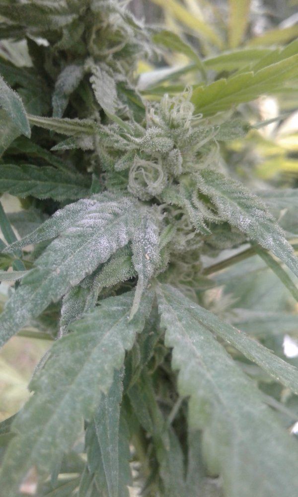 Mildew 9