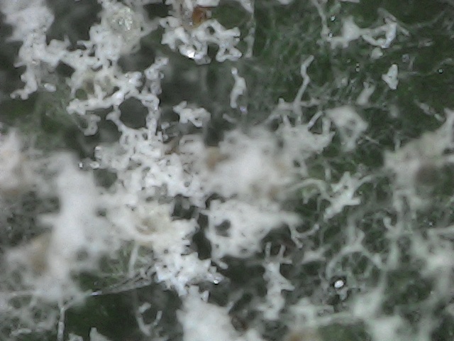 Mildew00