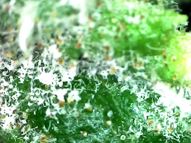 Mildew03