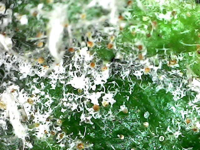 Mildew04