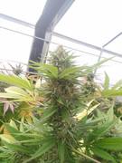 Milkbreath1