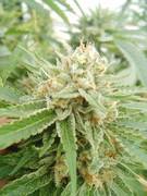 Milkbreath4