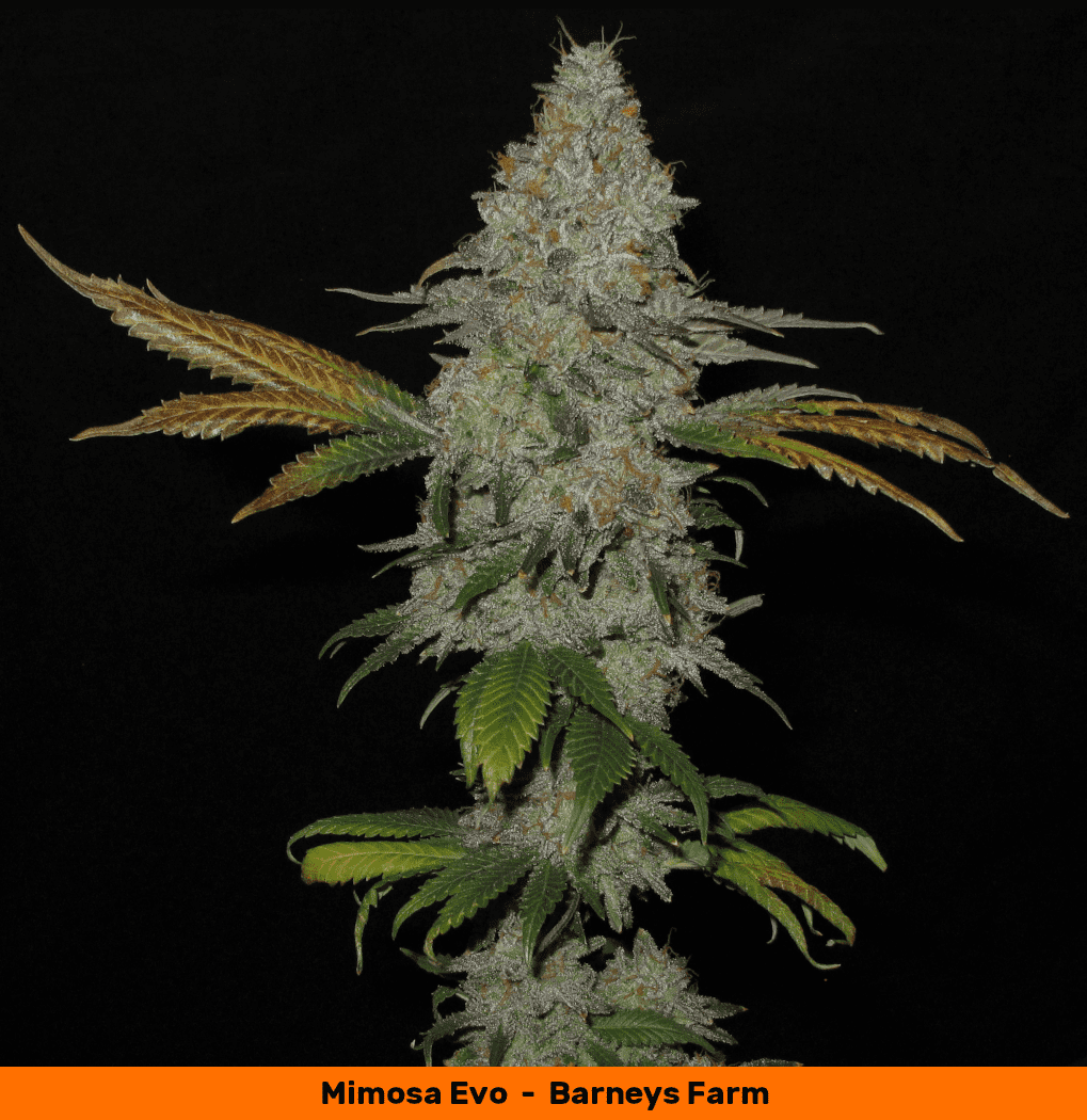 Mimosa cola 1050   Copy