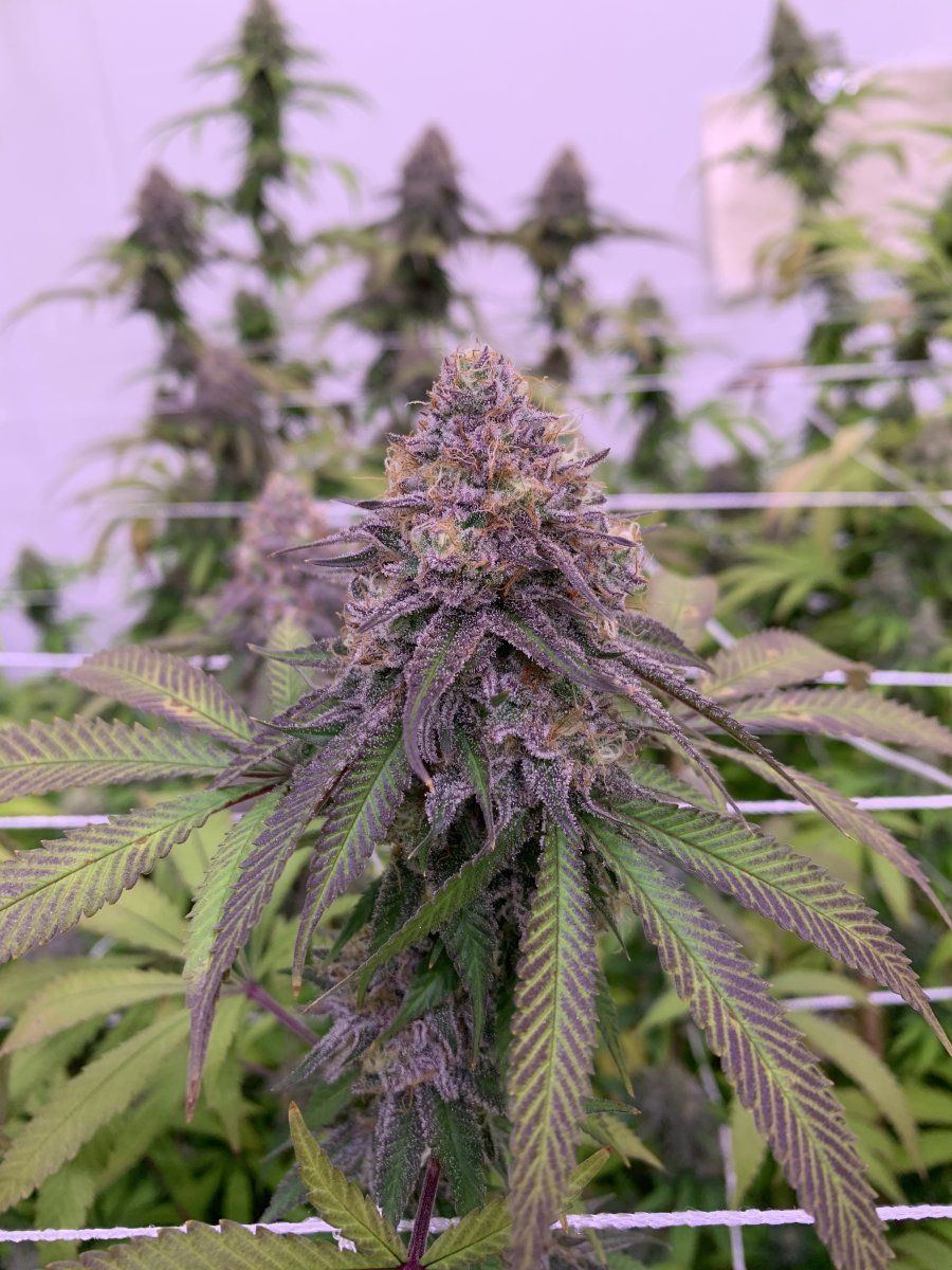 Mimosa F1 