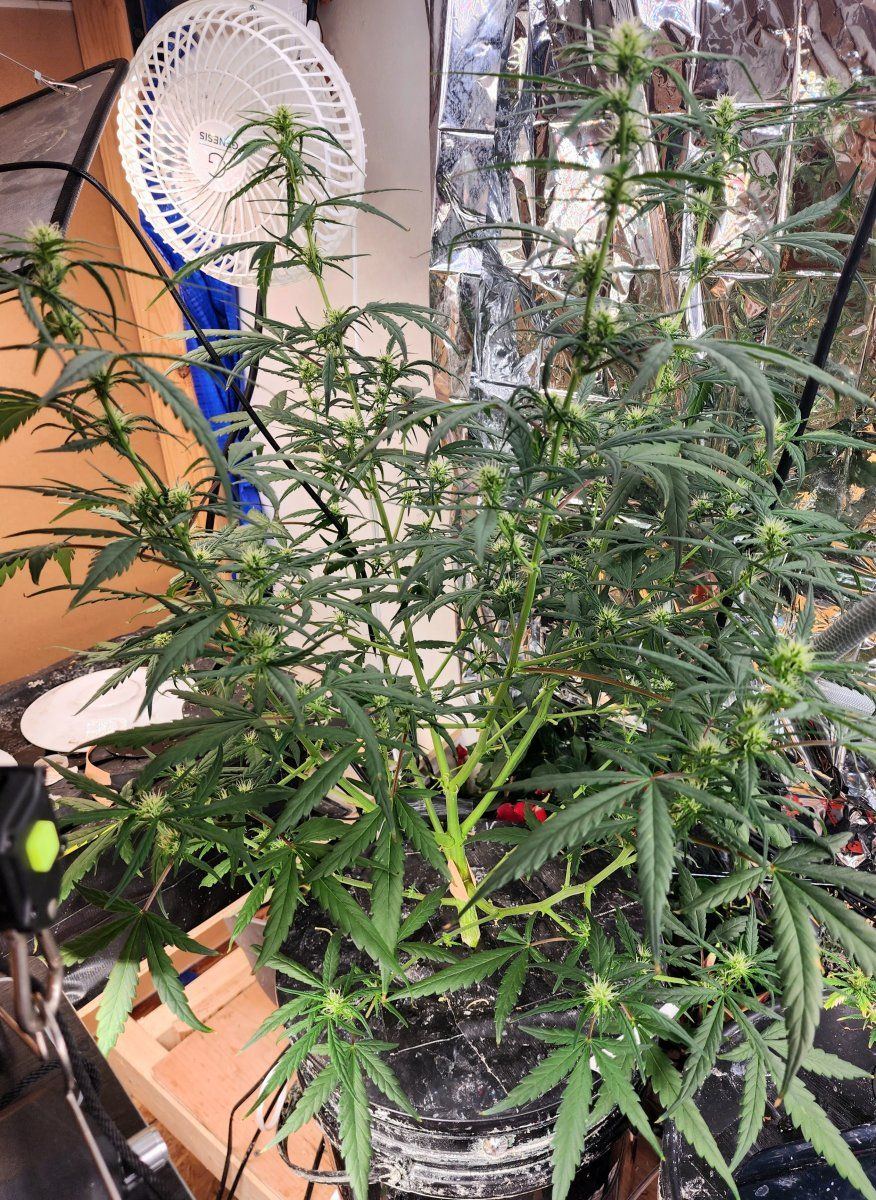 Mimosa x orange punch