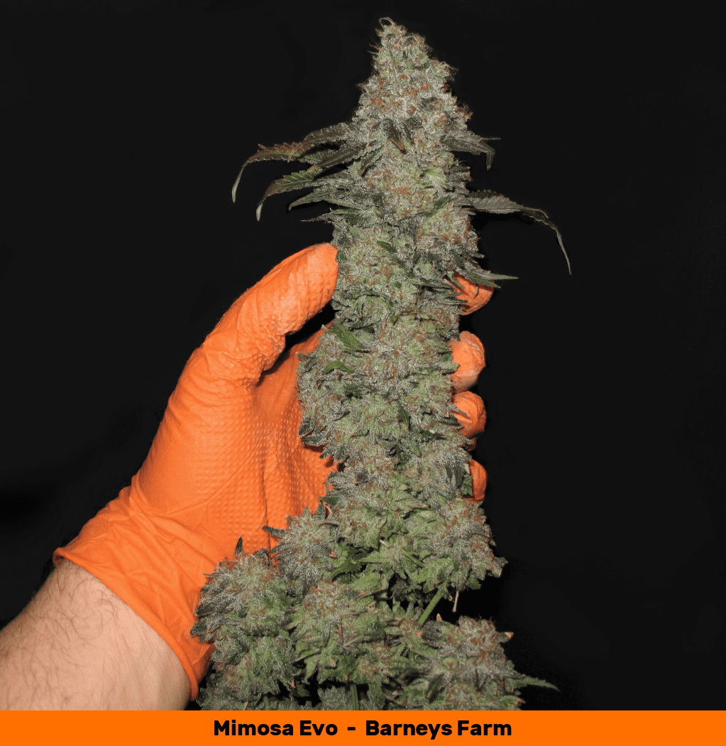 Mimosa cola12 glv 1050   Copy
