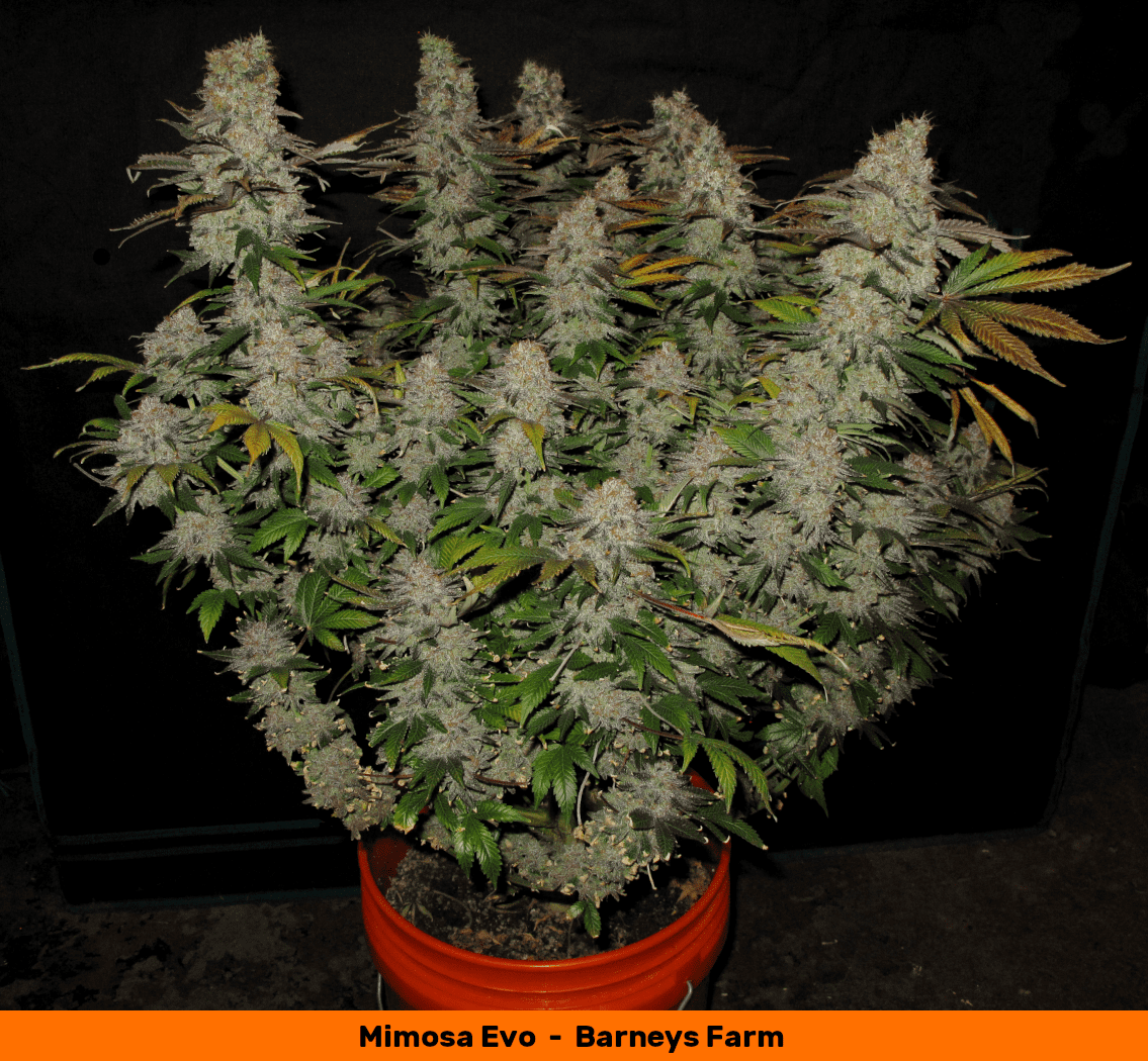 Mimosa full 1050   Copy