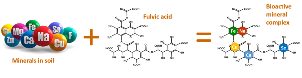 Minerals in fulvic acid 1024x266
