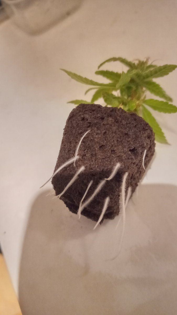 Mini clone