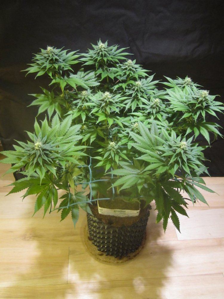 Mini moveable scrog 004