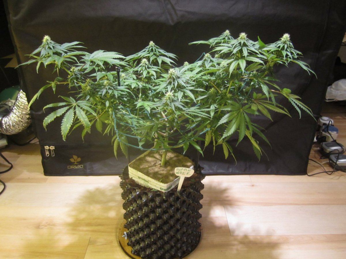 Mini moveable scrog 007