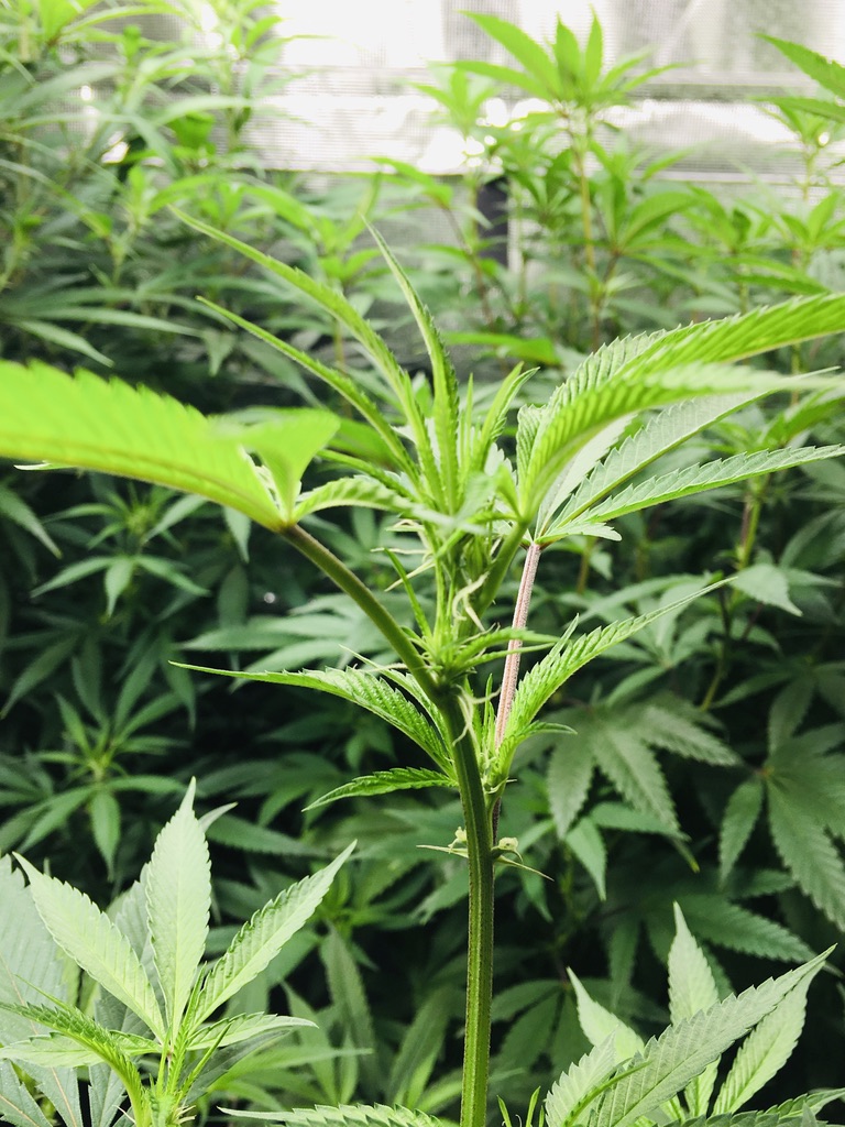 Minimal supplies for mixing nutrients 5