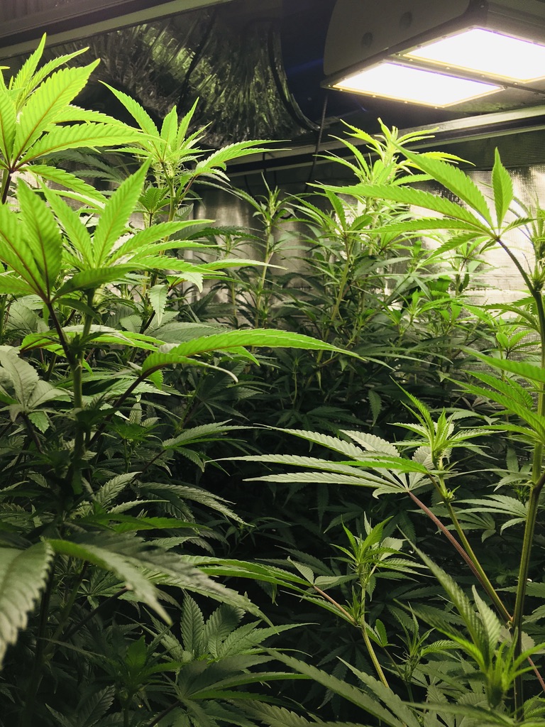 Minimal supplies for mixing nutrients 7