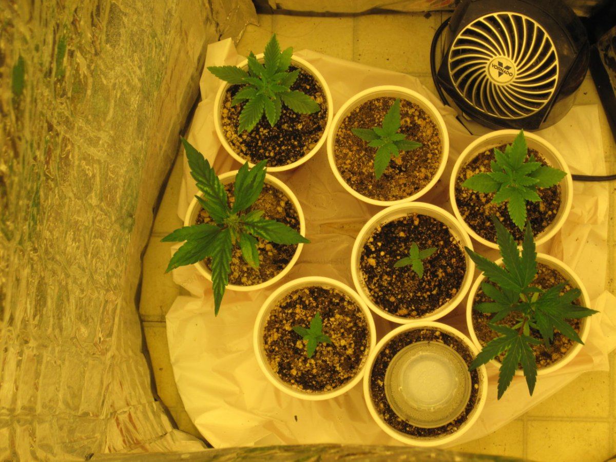MIniveg