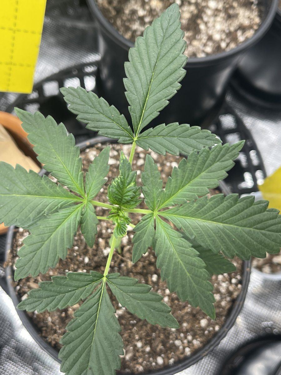 Minor discoloration but stunted leaves coming off of my clones first grow btw 10