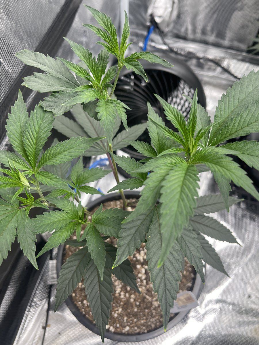Minor discoloration but stunted leaves coming off of my clones first grow btw 2