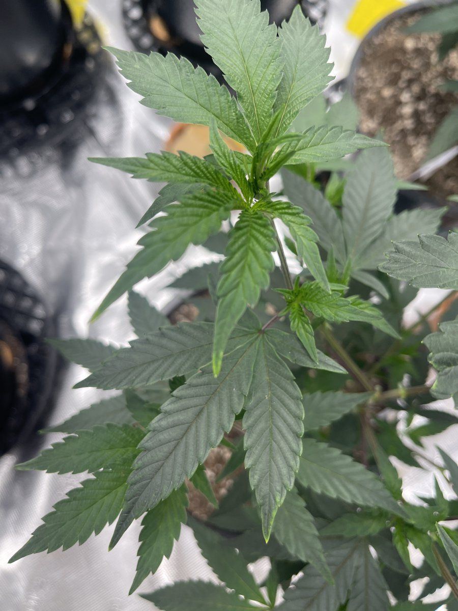Minor discoloration but stunted leaves coming off of my clones first grow btw 4