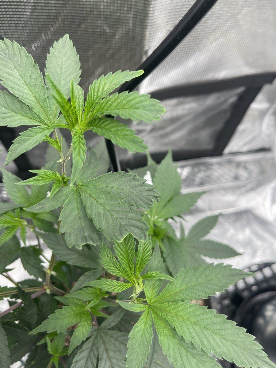Minor discoloration but stunted leaves coming off of my clones first grow btw 6