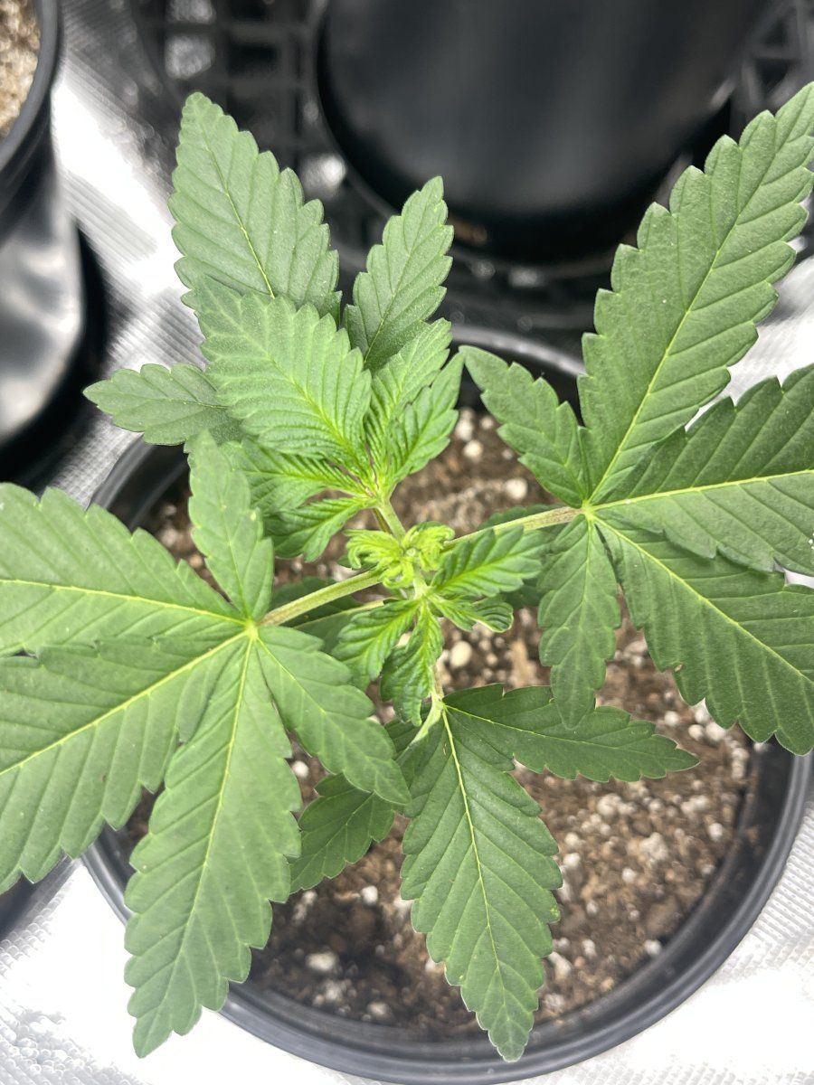 Minor discoloration but stunted leaves coming off of my clones first grow btw 9