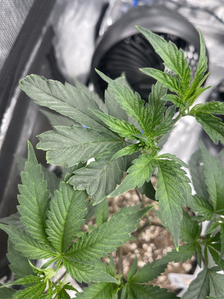 Minor discoloration but stunted leaves coming off of my clones first grow btw
