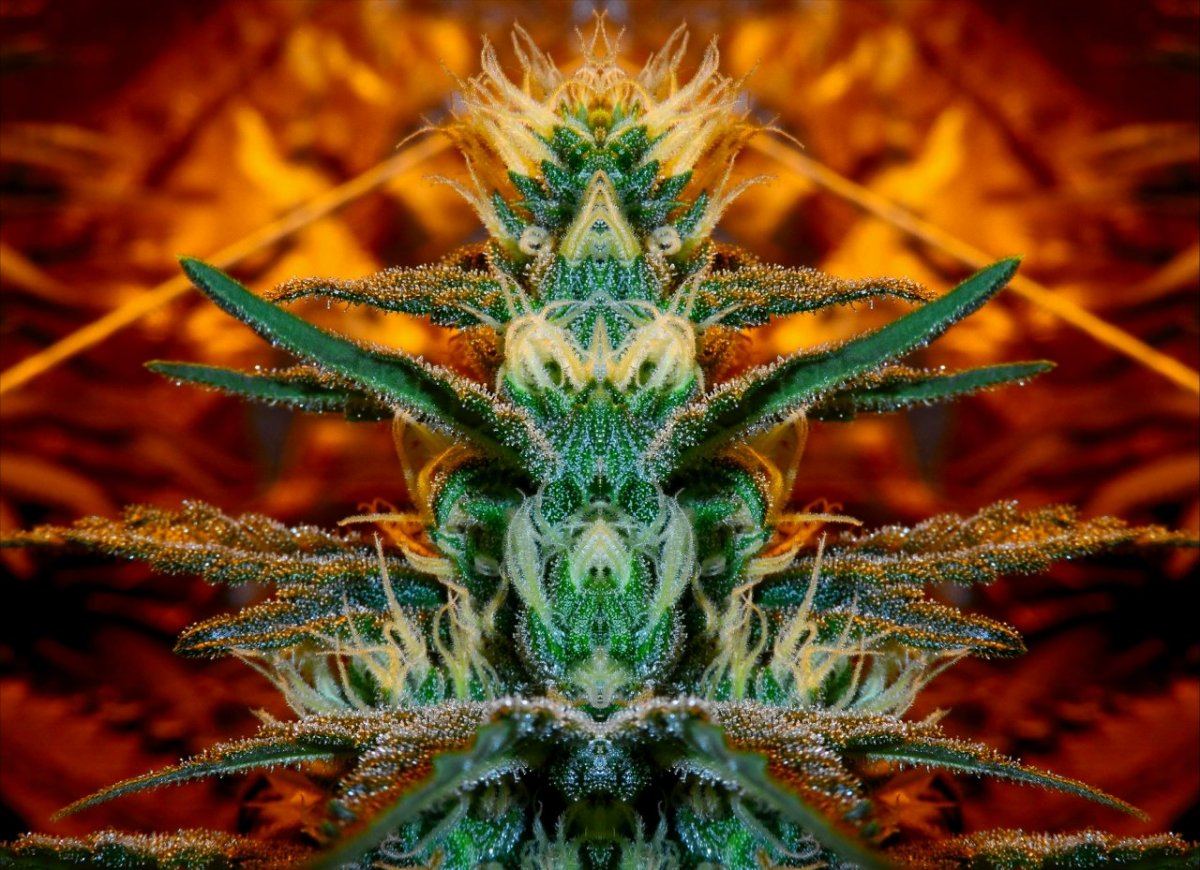 Mirrored bud shot