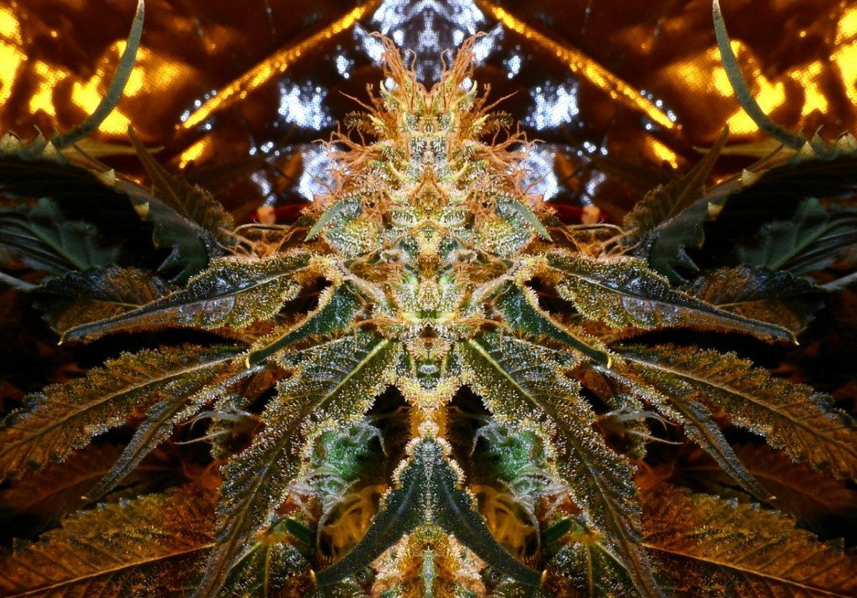 Mirrored bud2