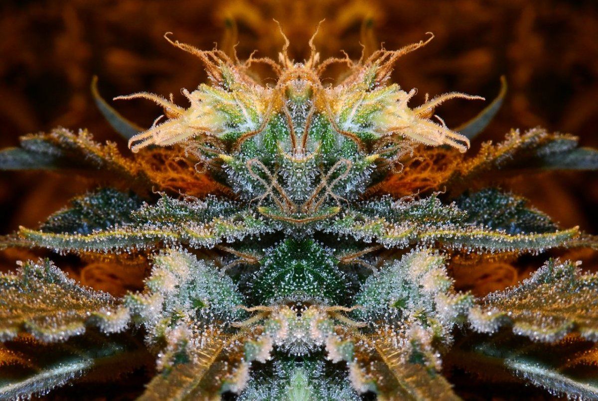 Mirrored bud3