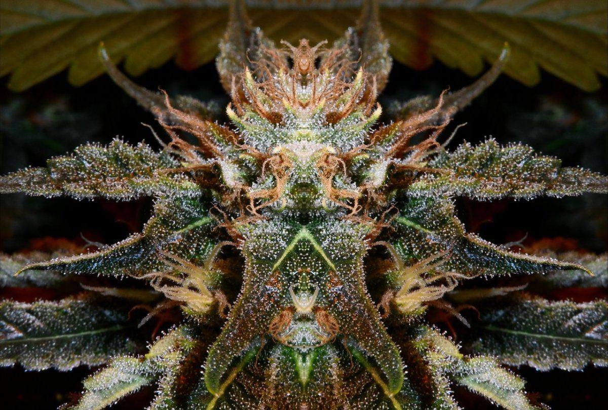 Mirrored bud4