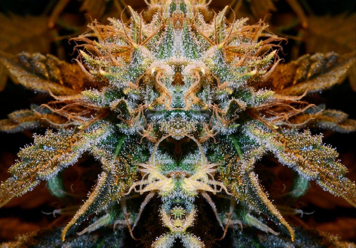 Mirrored bud5