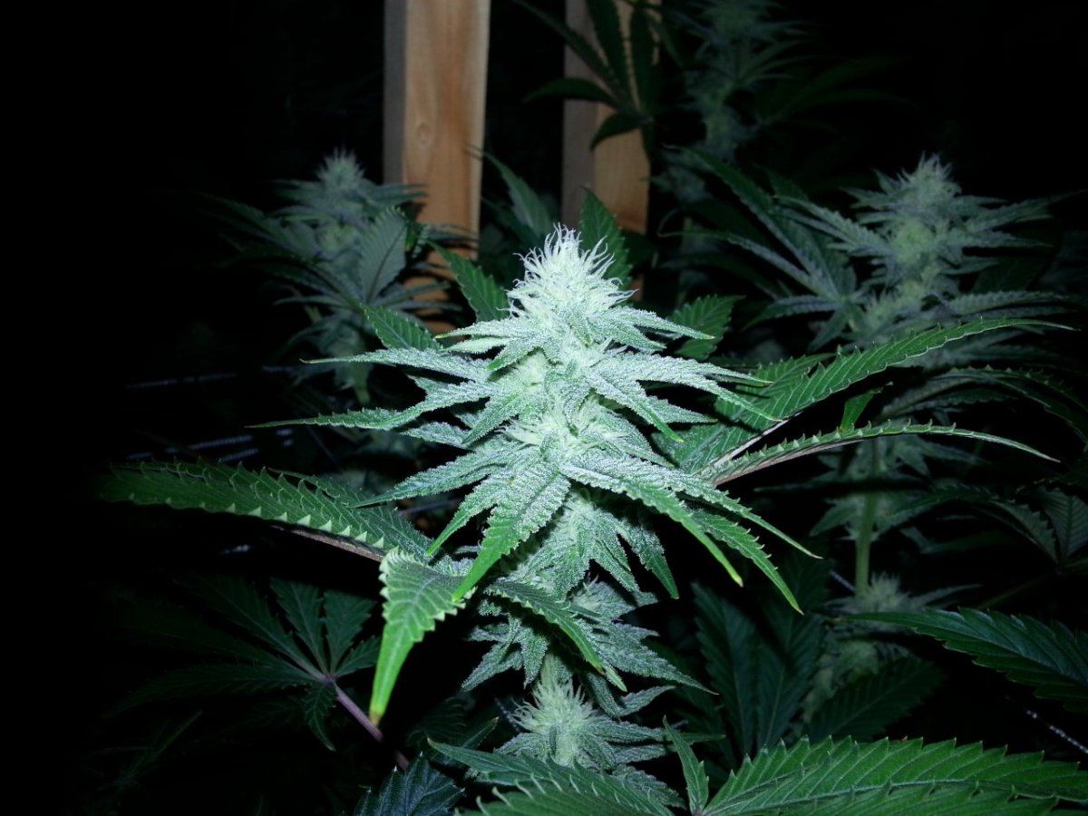 MiS wk35