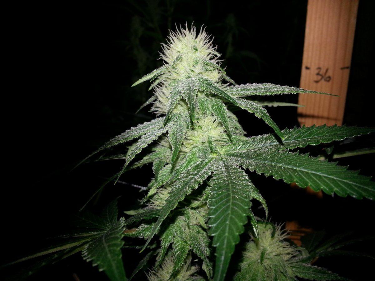 MiS6 week35