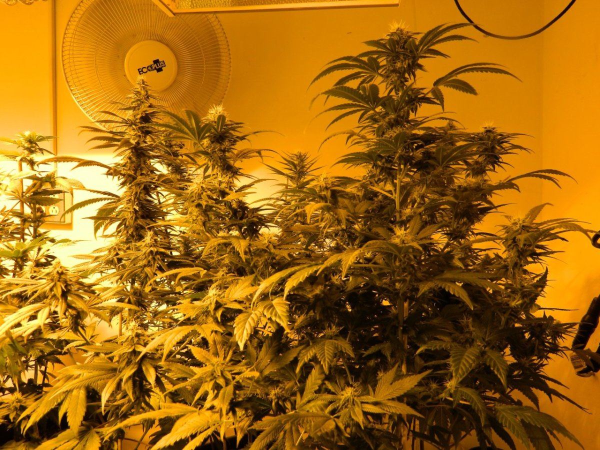 Misc  lemon dojo 016