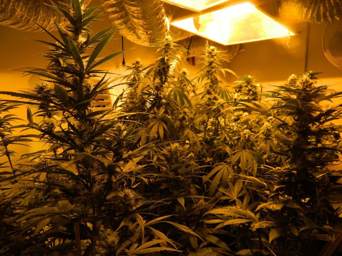 Misc  lemon dojo 018