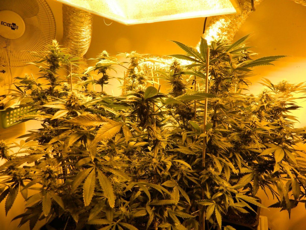 Misc  lemon dojo 019