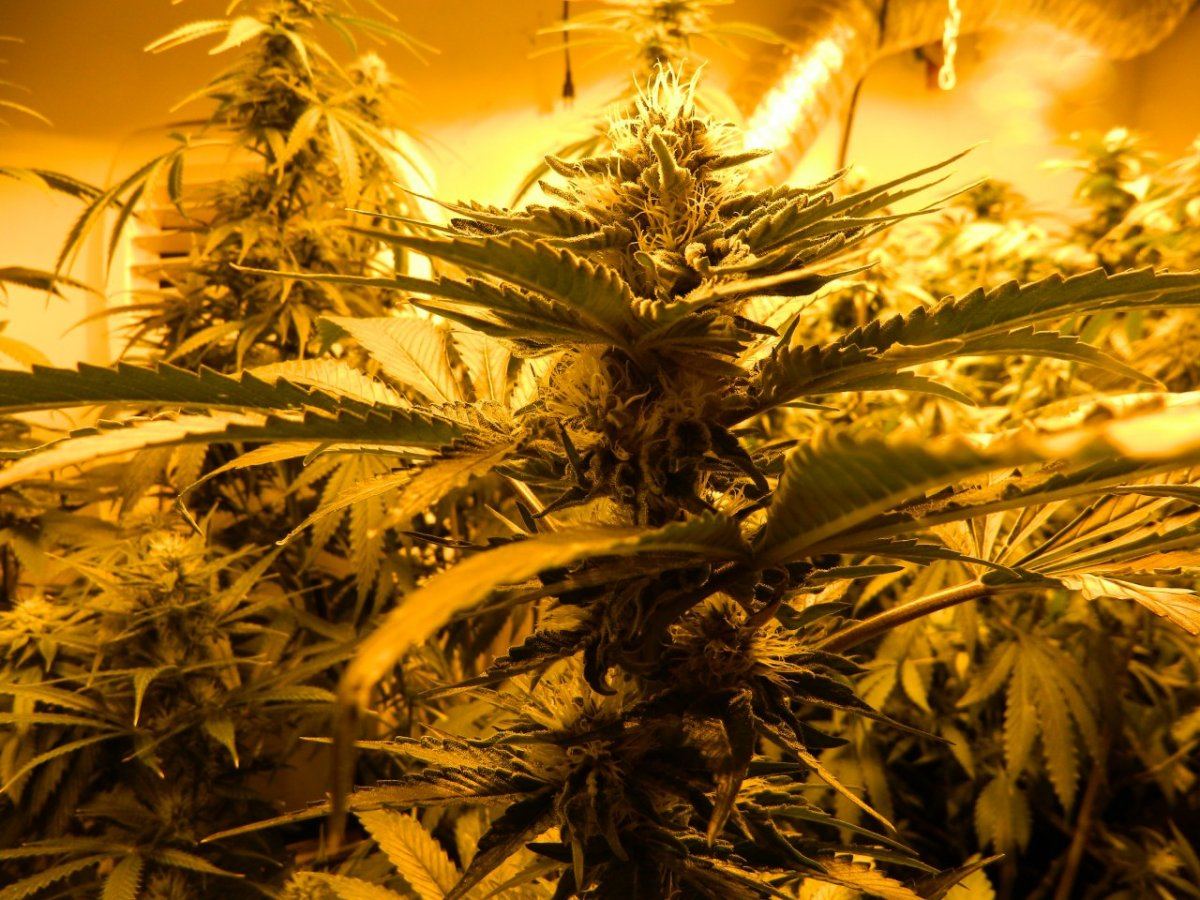 Misc  lemon dojo 020