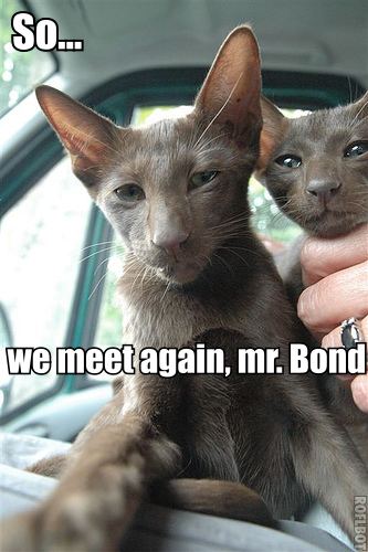 Misterbond