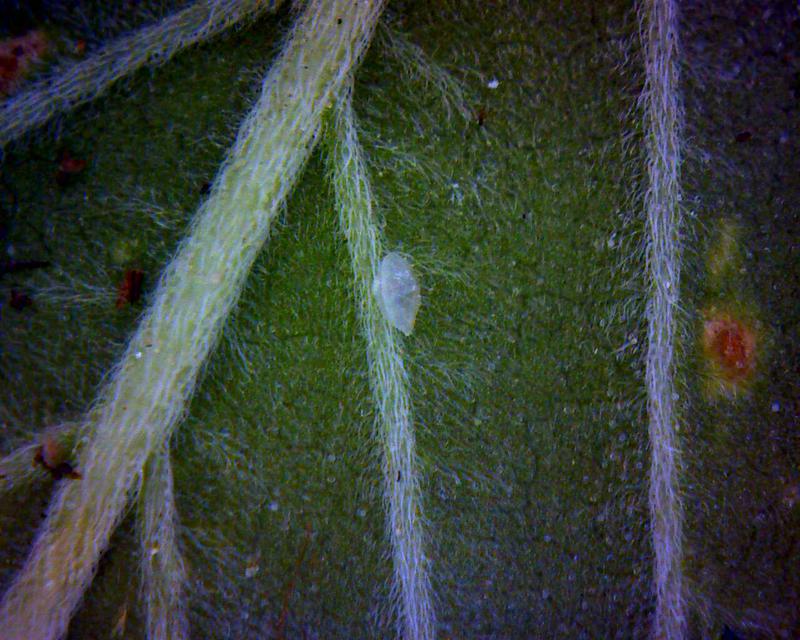 Mite1