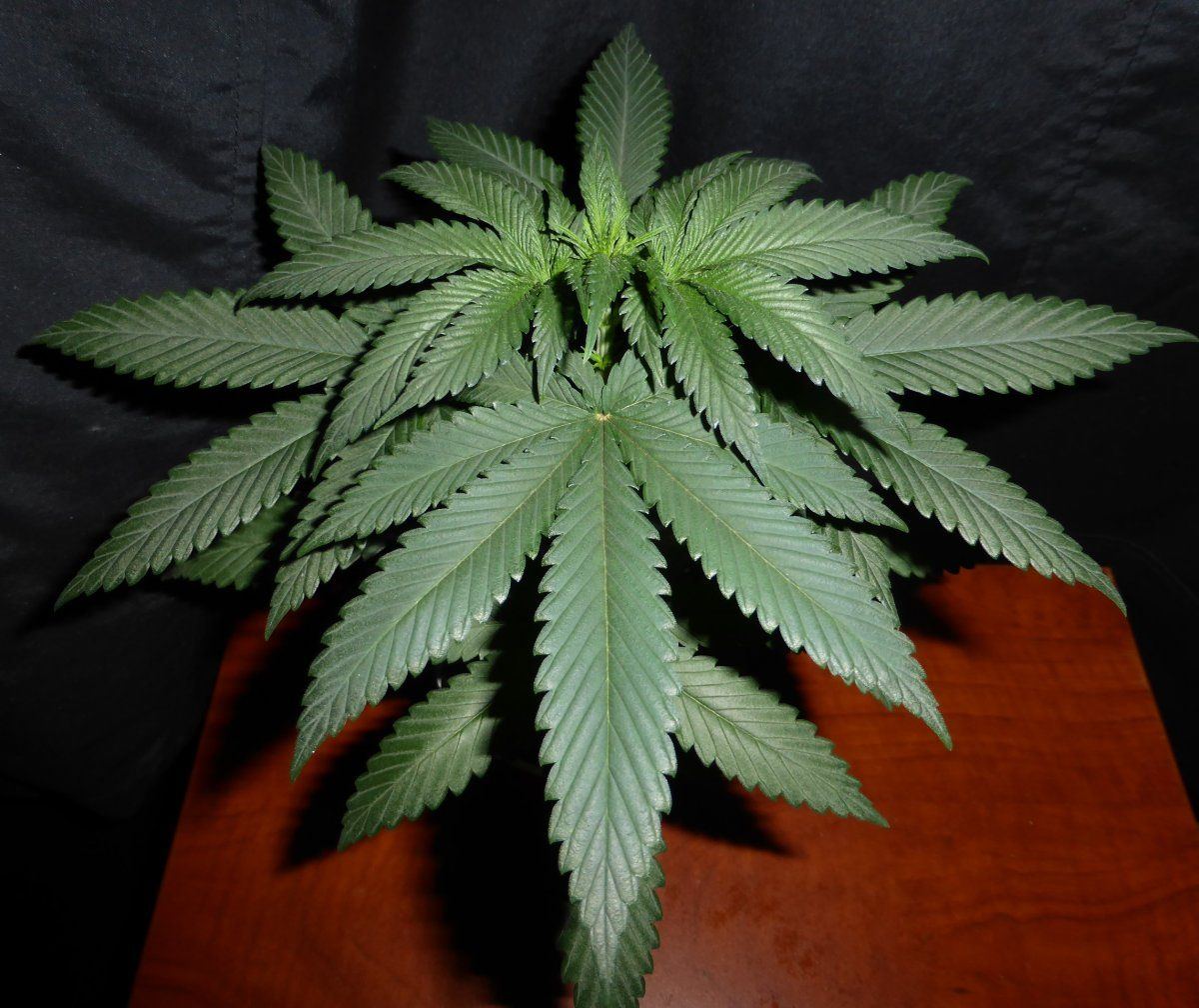 Mix M29