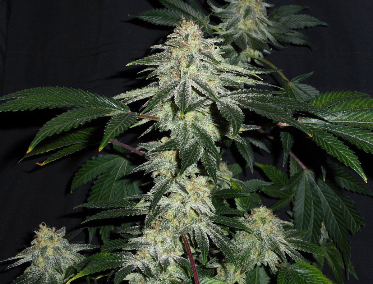 Mix1B d53