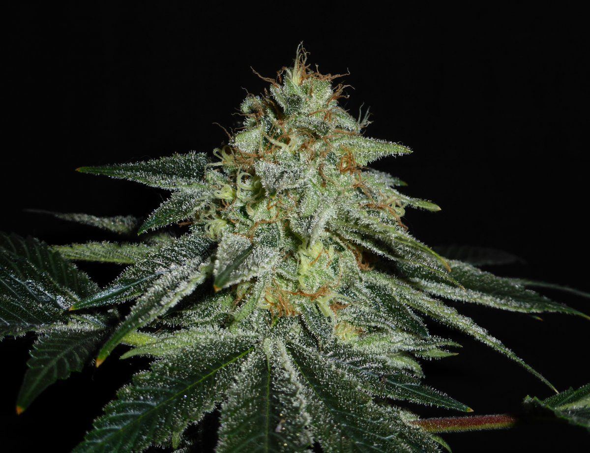 Mix1B d53
