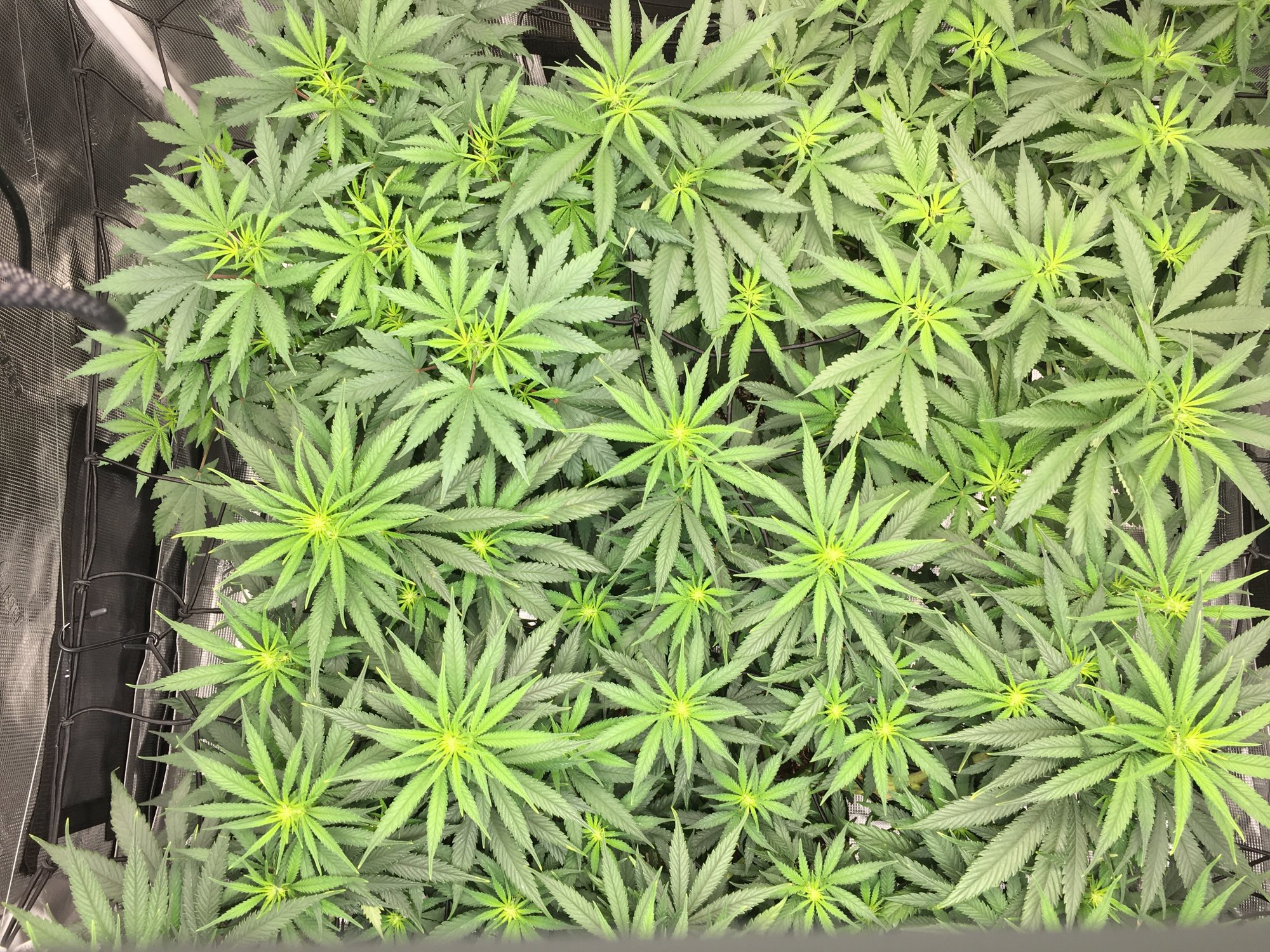 Mixing nutes during flower in soil 2