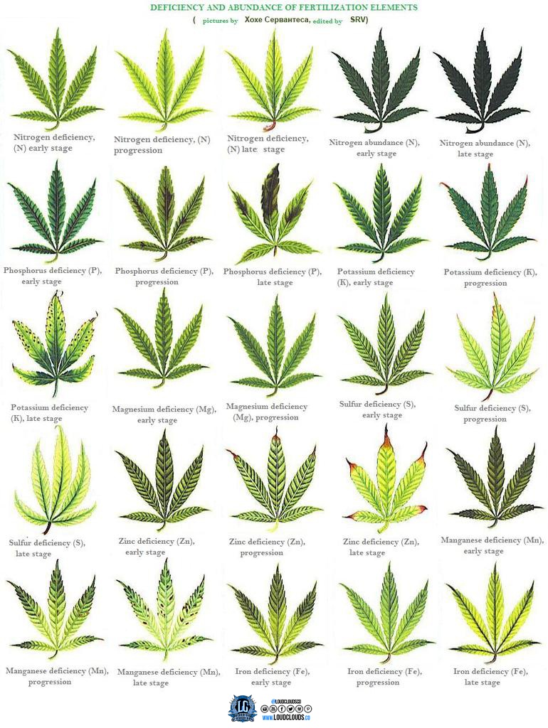 MJleaves