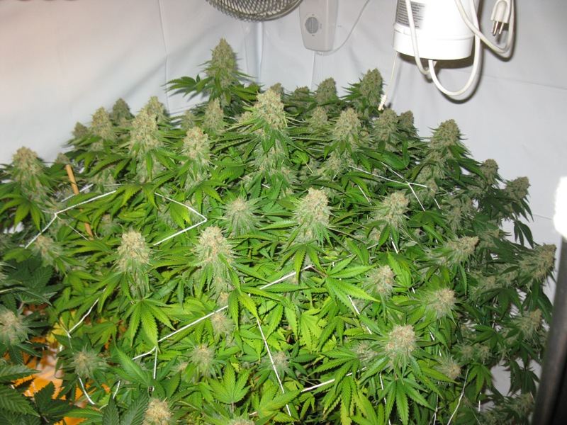Mk 55 days promix coco 036