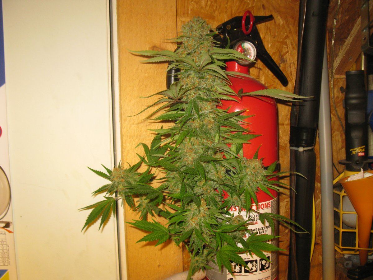 Mk chop 929