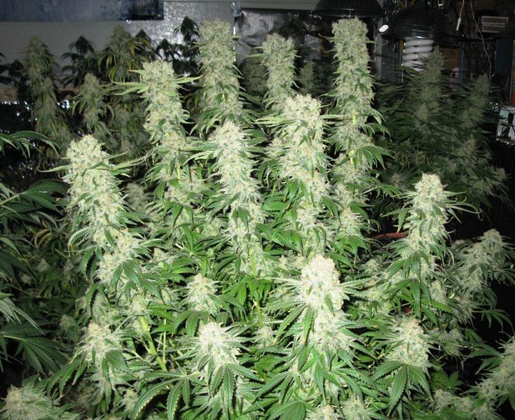 Mk dro
