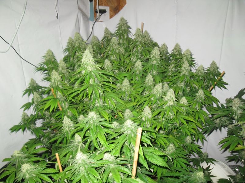 Mk led 030